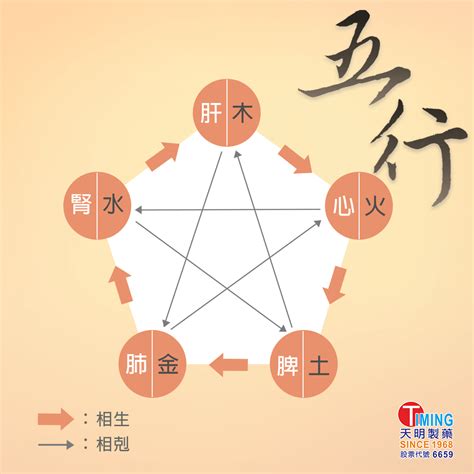 五行對應身體|【中醫小知識